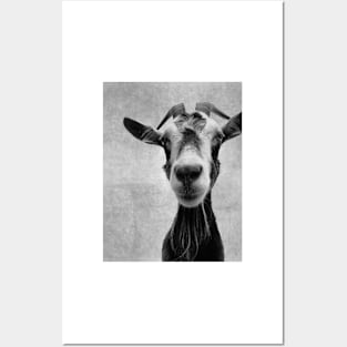 Goat Portrait in Black and White Posters and Art